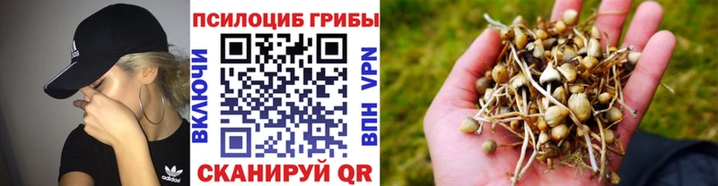 Псилоцибиновые грибы Cubensis  Купить закладки  Назарово 